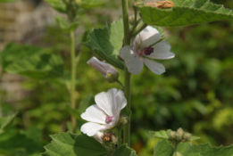 Althaea officinalisHeemst bestellen